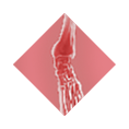 xray-overlay-ankle overlay ankle